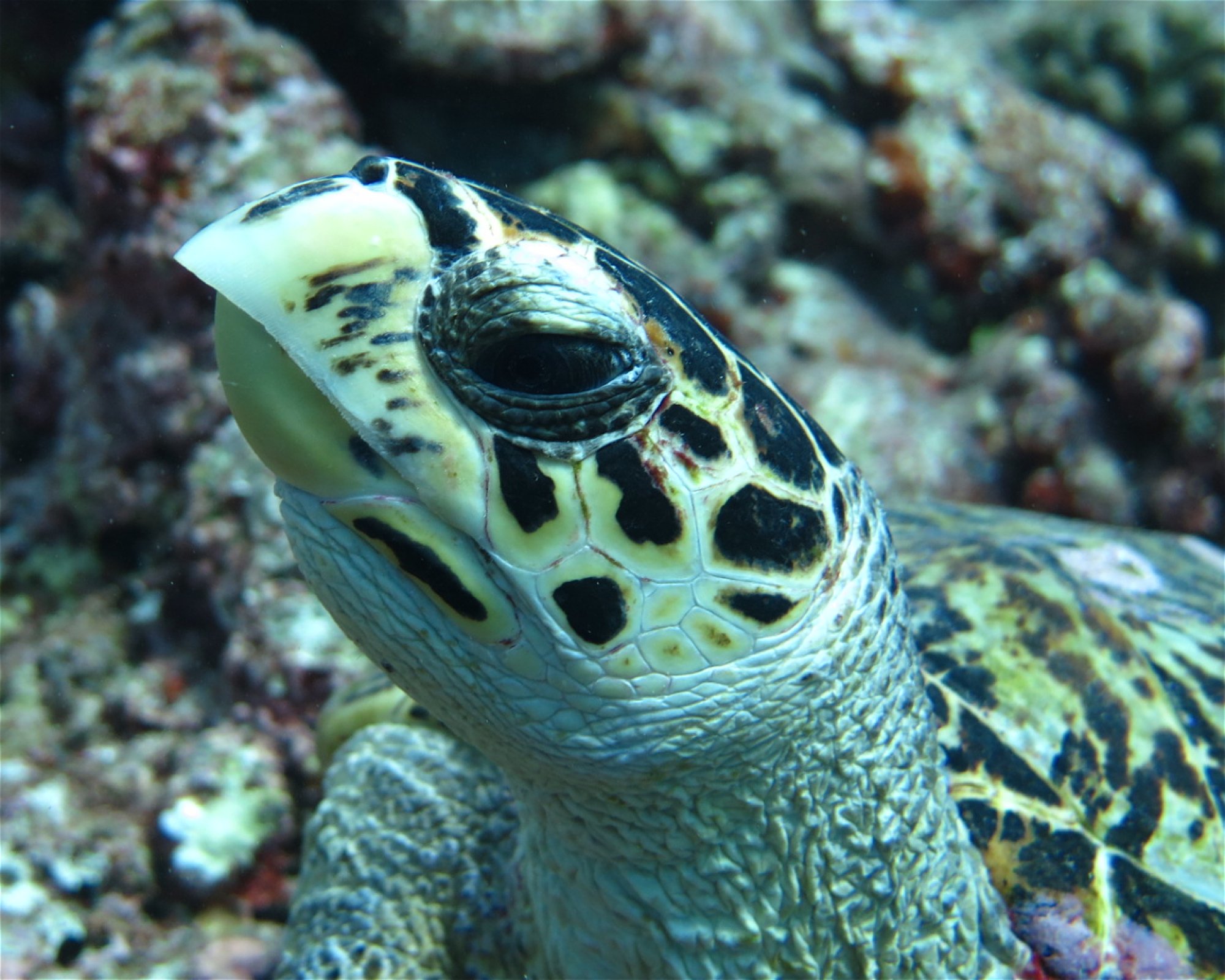DivePoint Hudhuran Fushi, 20193 Male