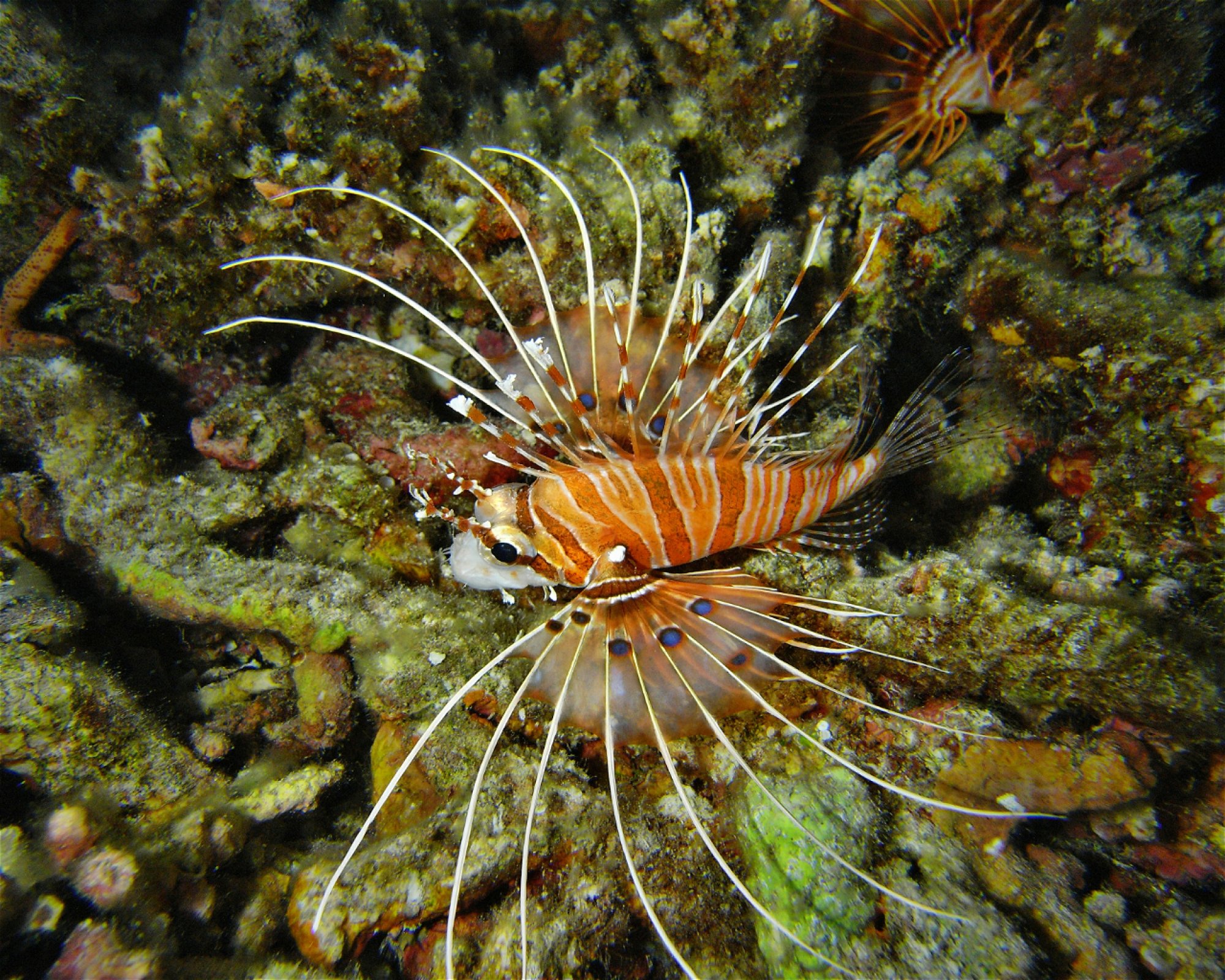 DivePoint Hudhuran Fushi, 20193 Male