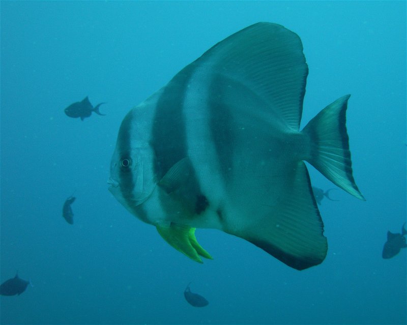 Divesite Image