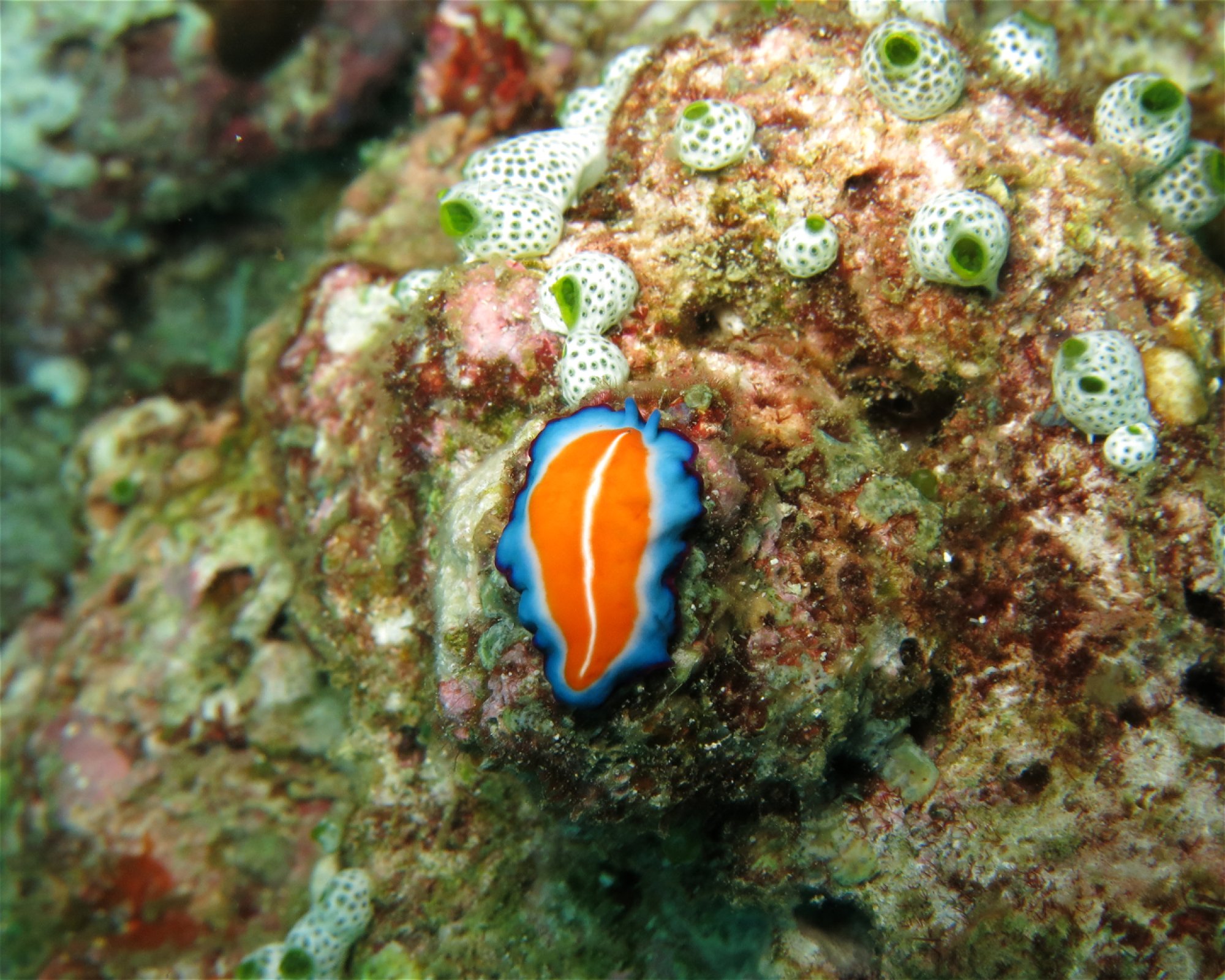 DivePoint Hudhuran Fushi, 20193 Male