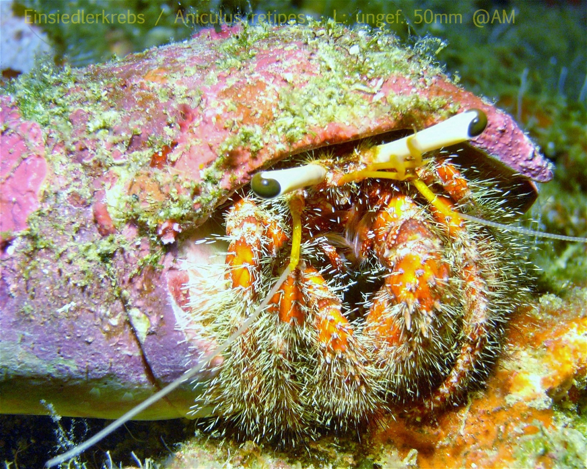 DivePoint Hudhuran Fushi, 20193 Male