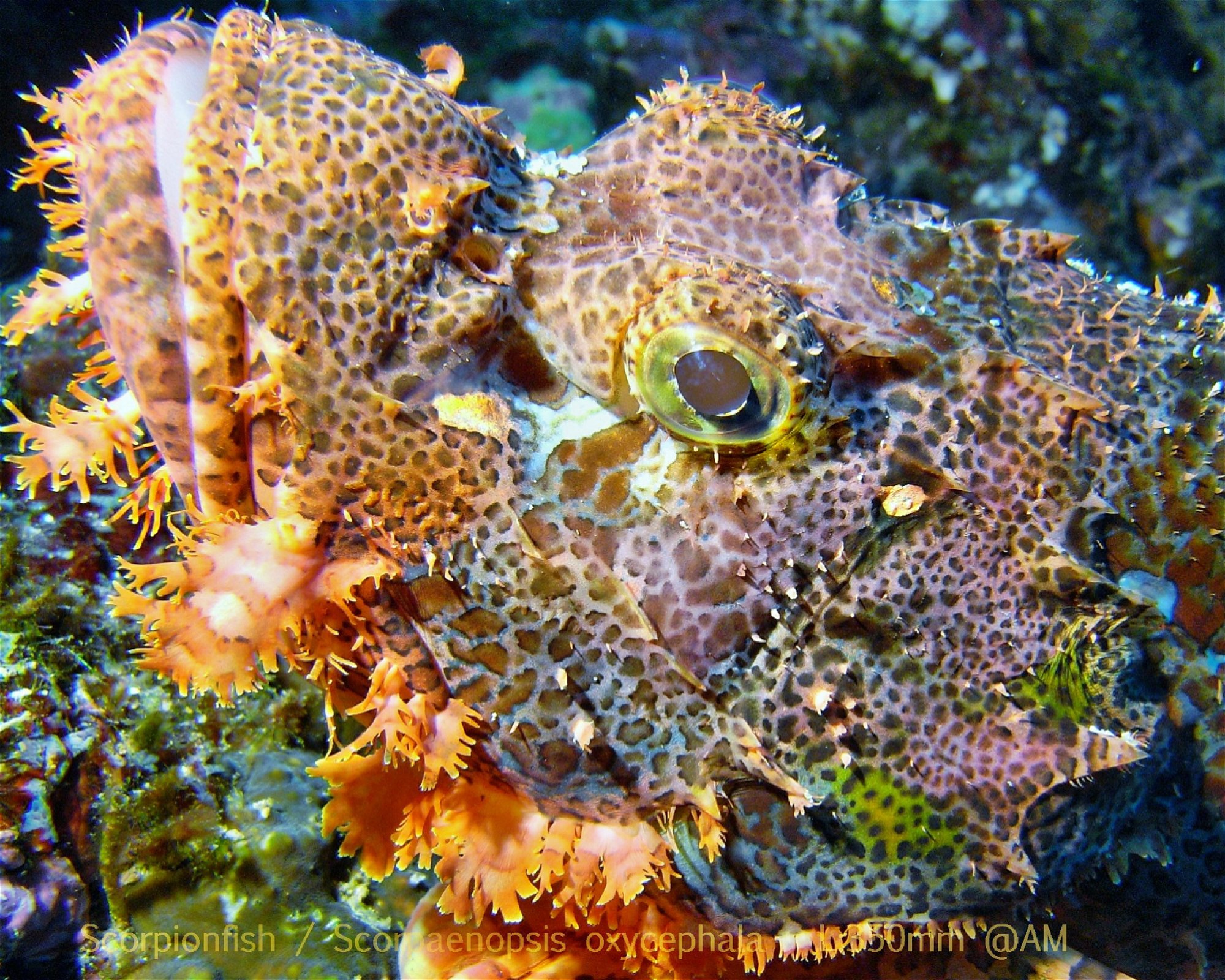 DivePoint Hudhuran Fushi, 20193 Male