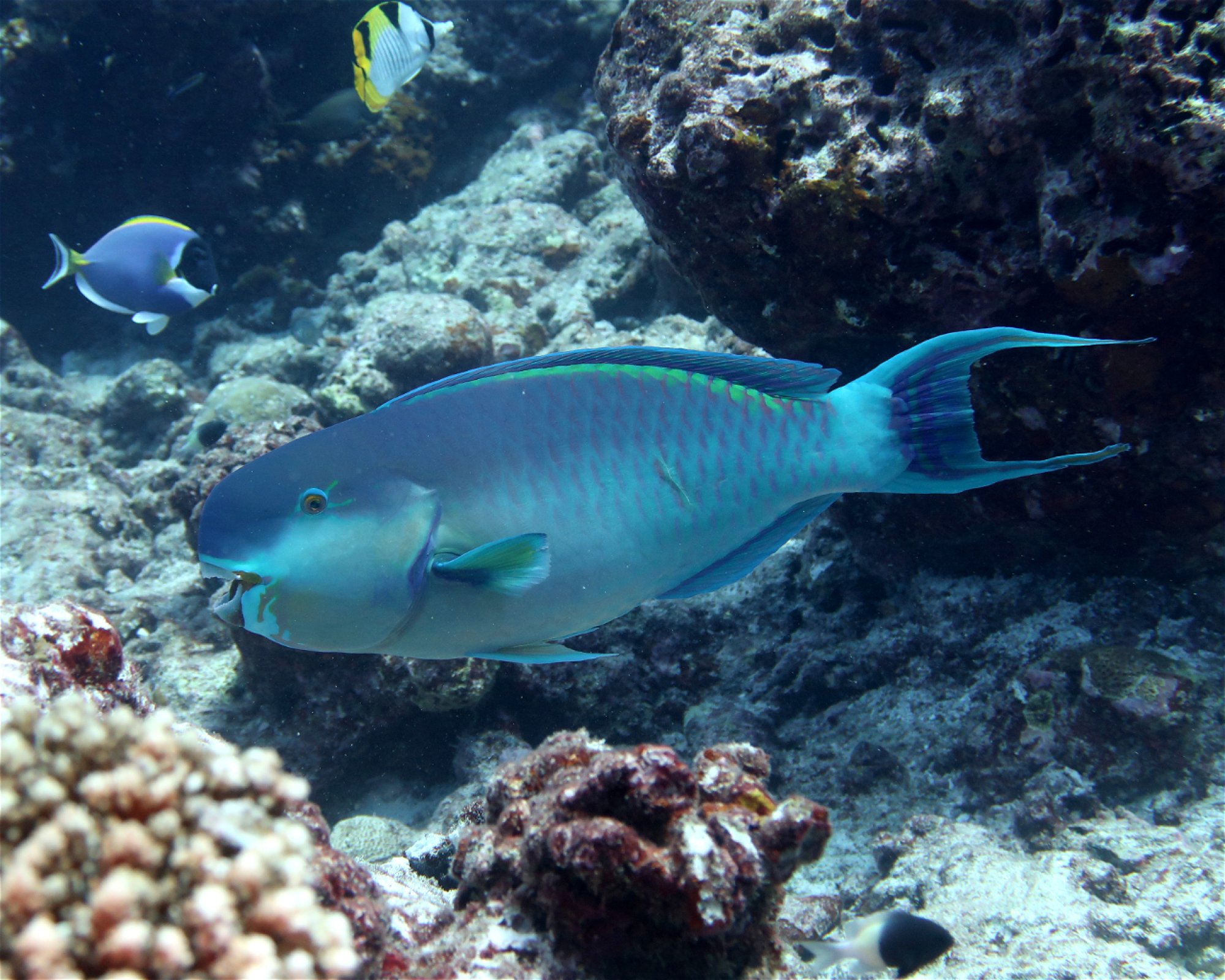 DivePoint Hudhuran Fushi, 20193 Male