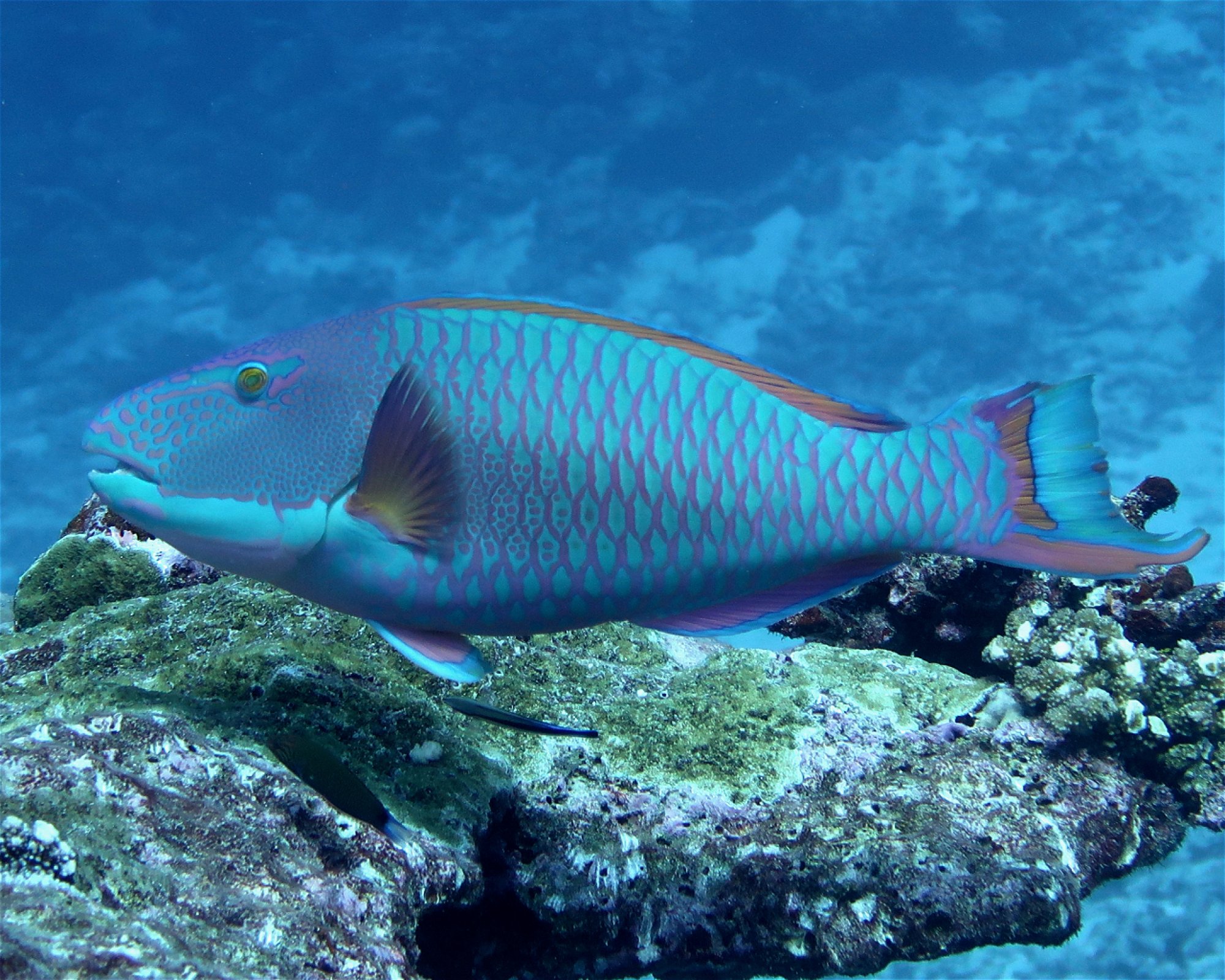 DivePoint Hudhuran Fushi, 20193 Male