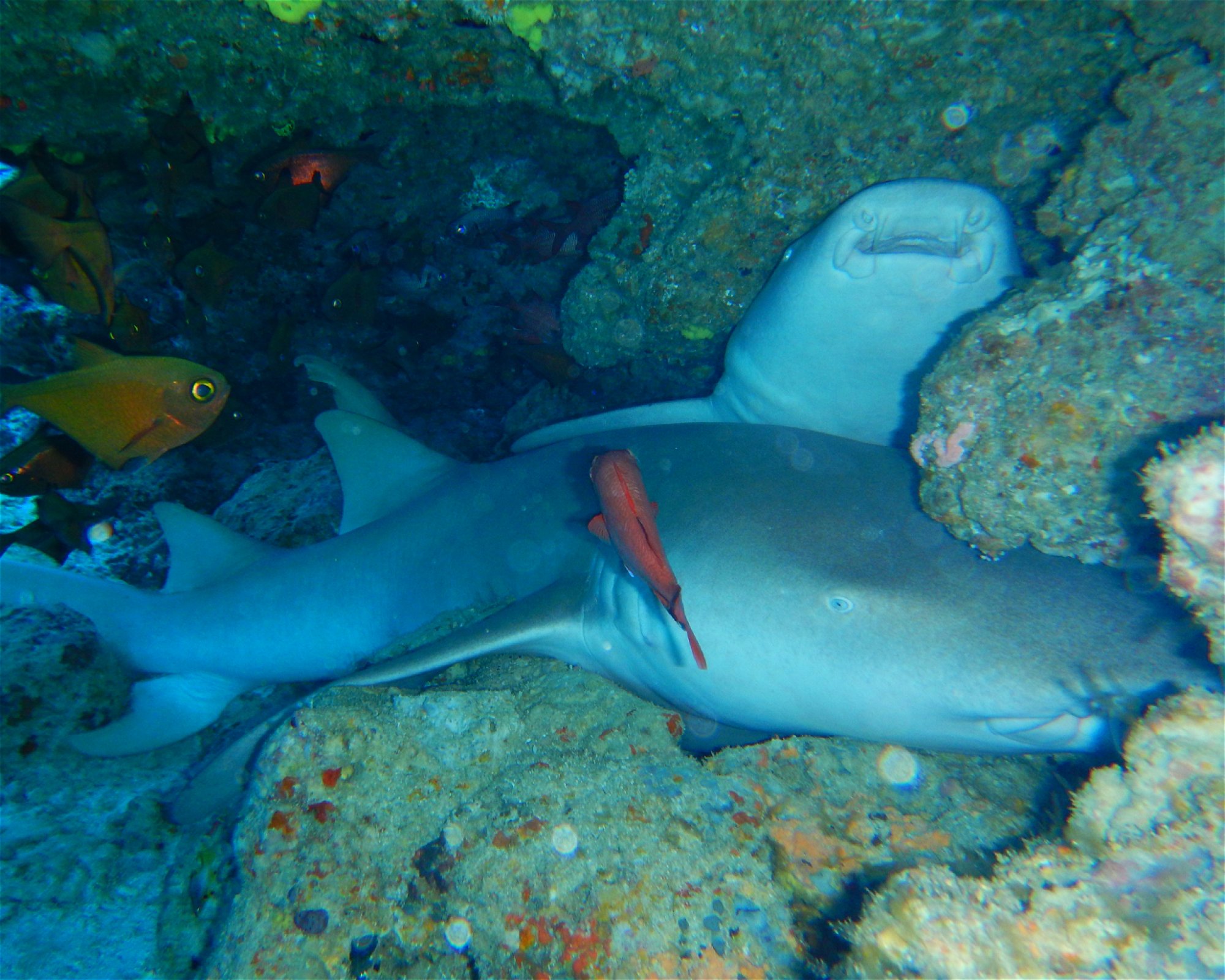DivePoint Hudhuran Fushi, 20193 Male