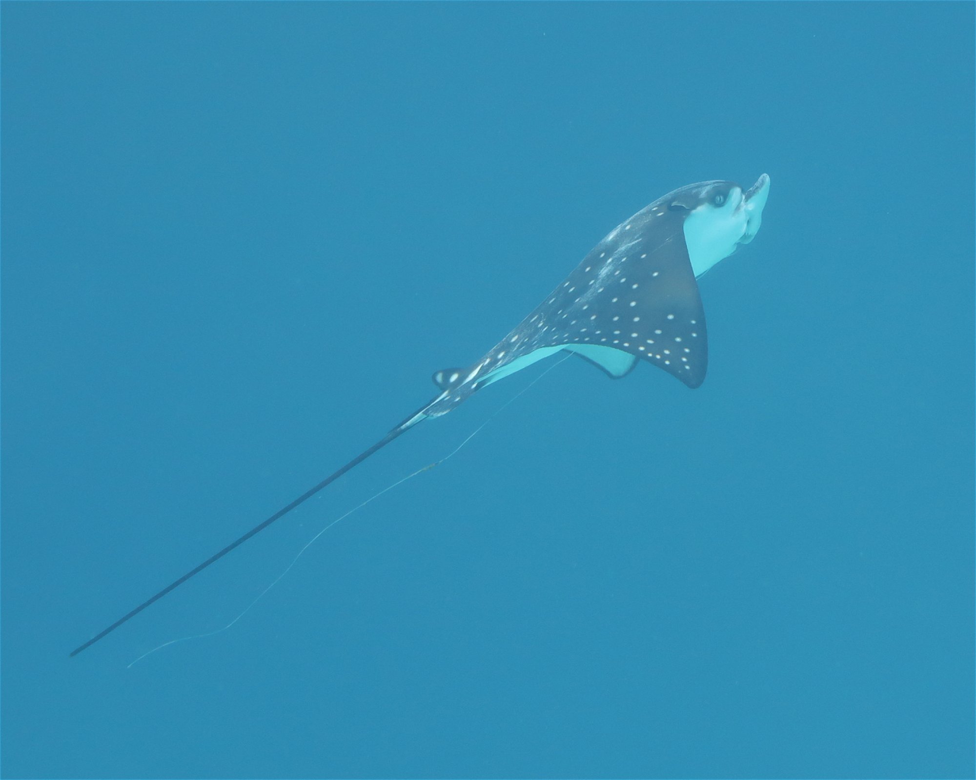 DivePoint Hudhuran Fushi, 20193 Male