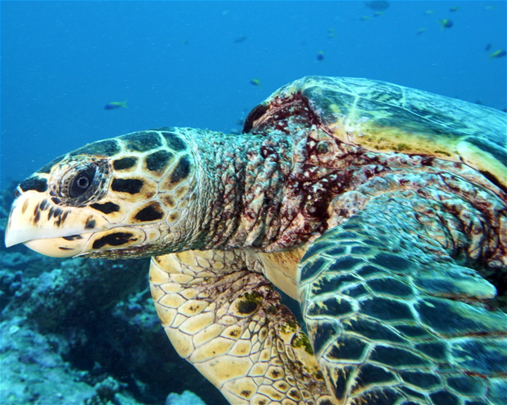 DivePoint Hudhuran Fushi, 20193 Male