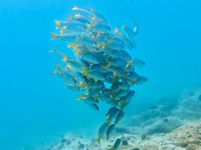 Divesite Image