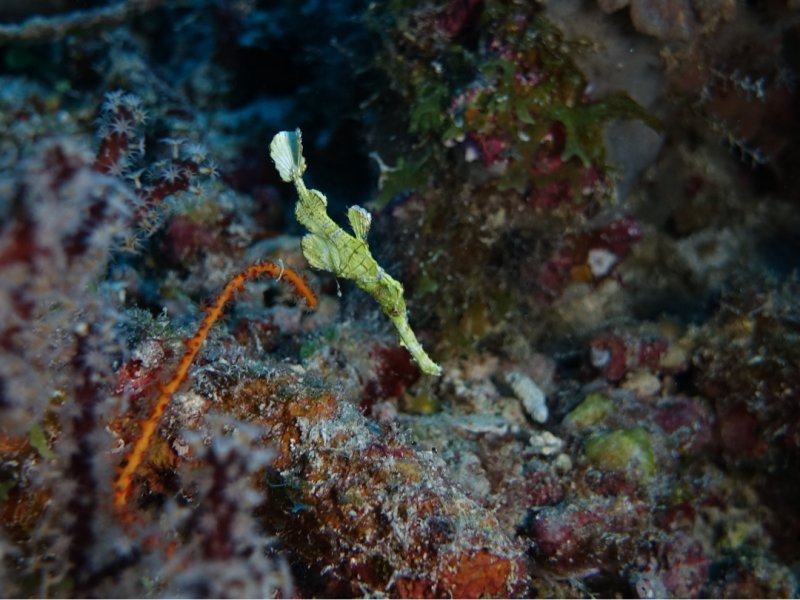 Divesite Image