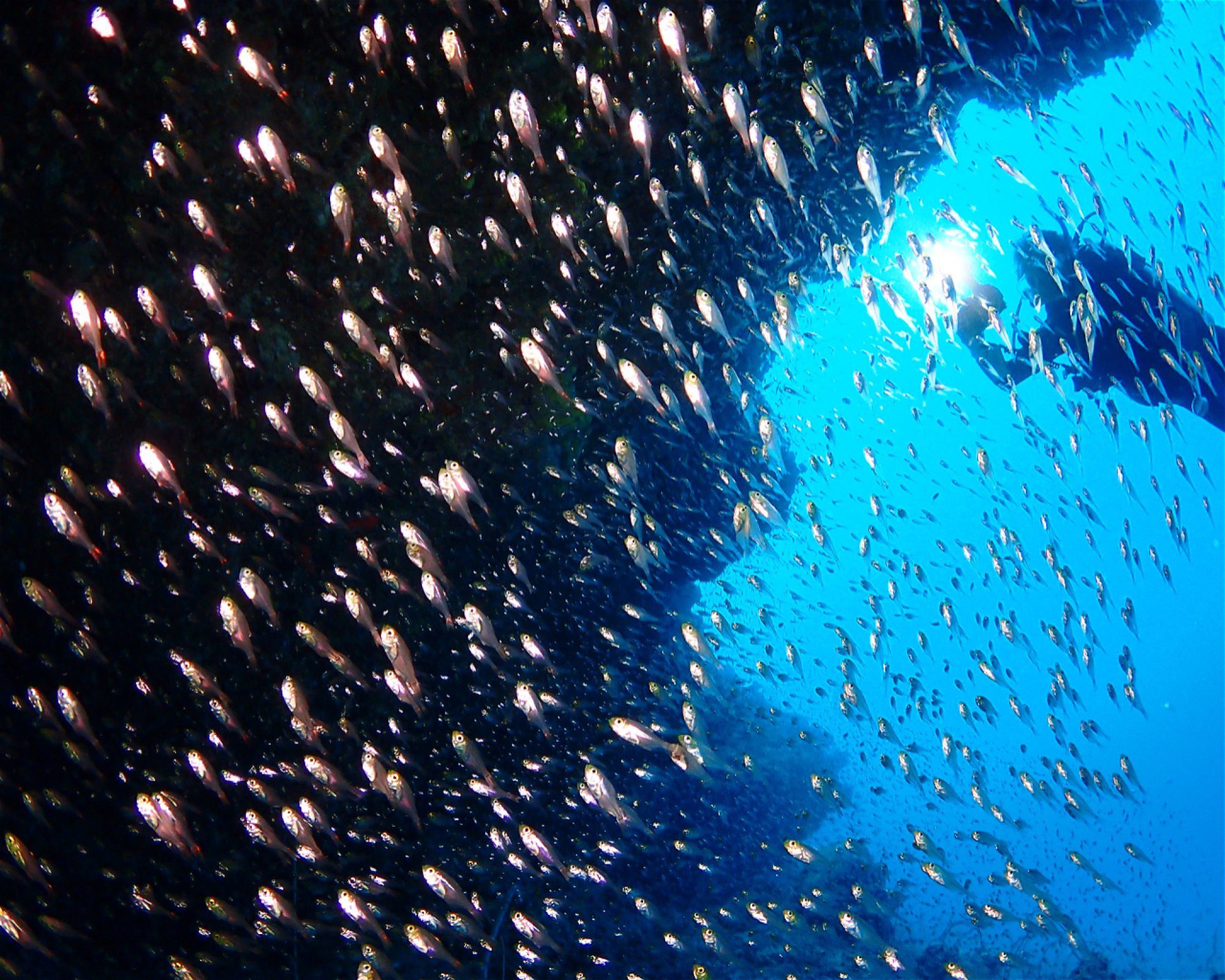 SUN SIYAM DIVING OLHUVELI, 2005 South Male Atoll