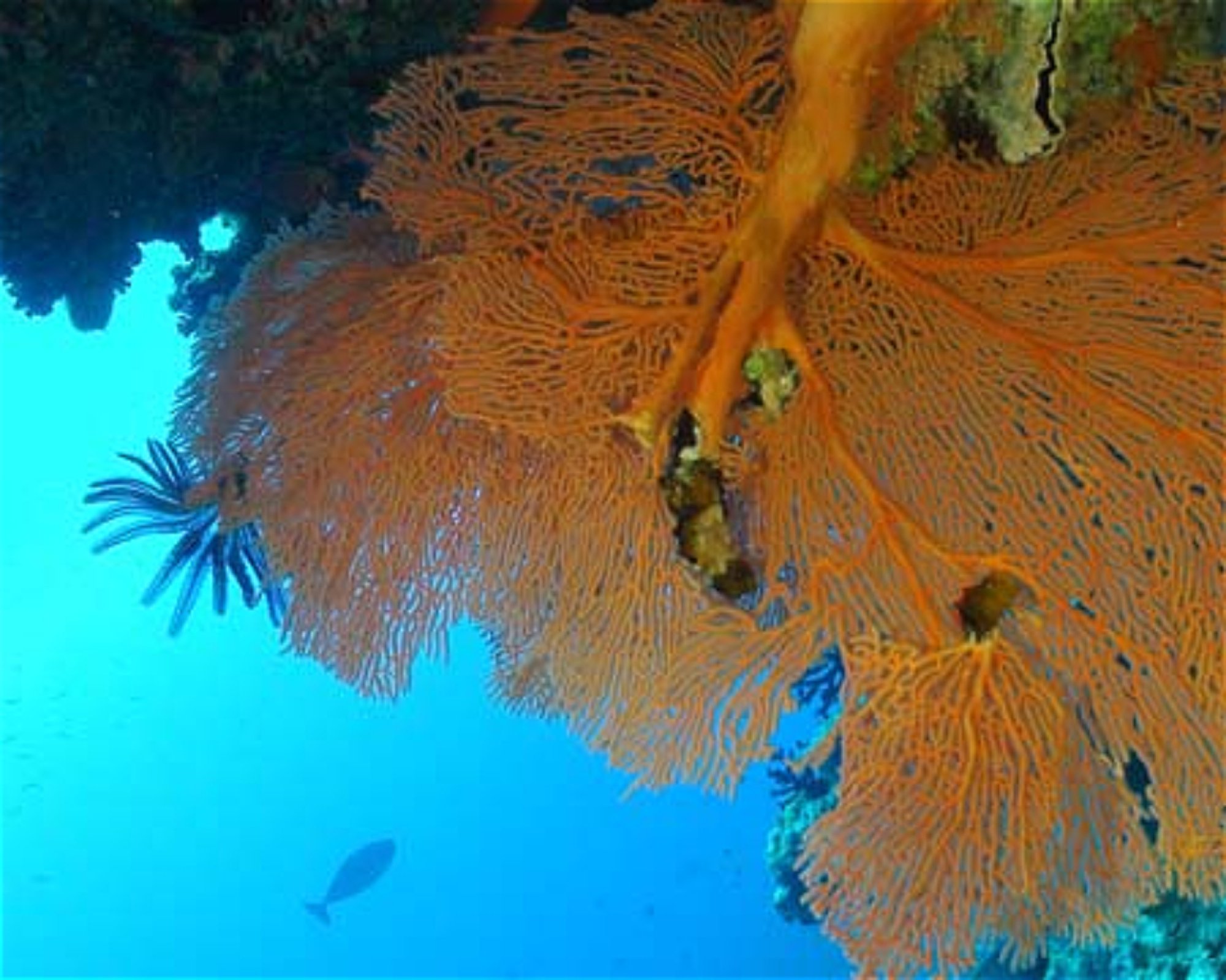SUN SIYAM DIVING OLHUVELI, 2005 South Male Atoll