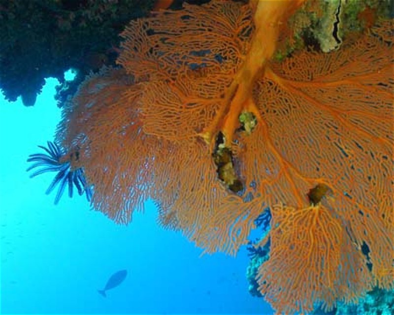 Divesite Image