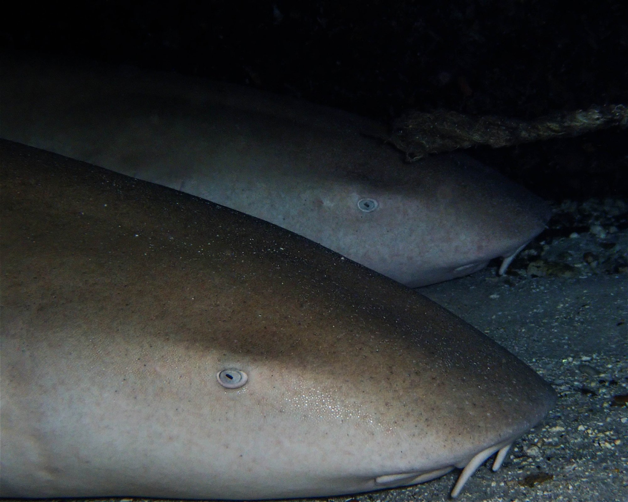 DivePoint Rannalhi, South Male Atoll