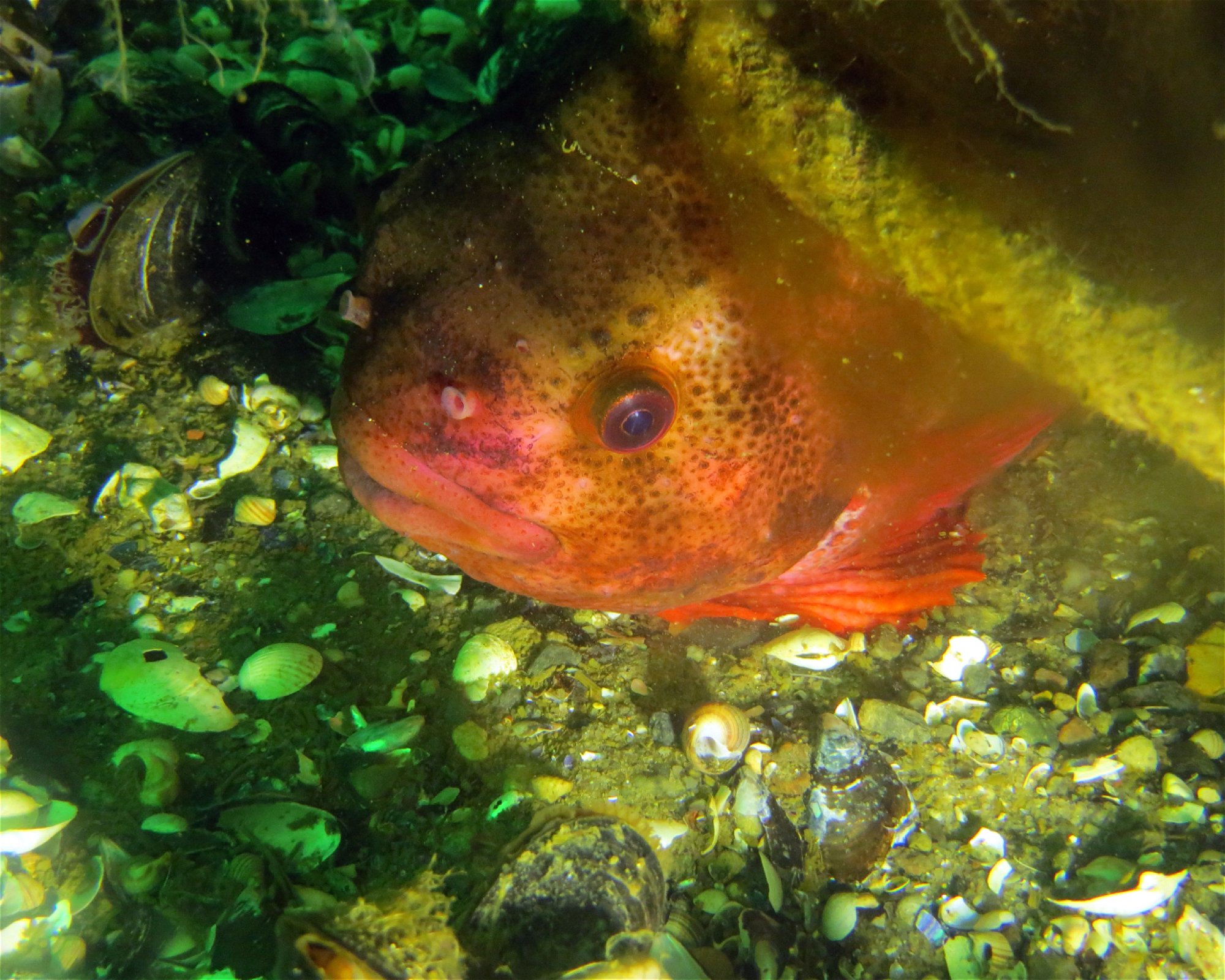 Atlantis Hamburg Wassersport & Mee(h)r, 22179 Hamburg