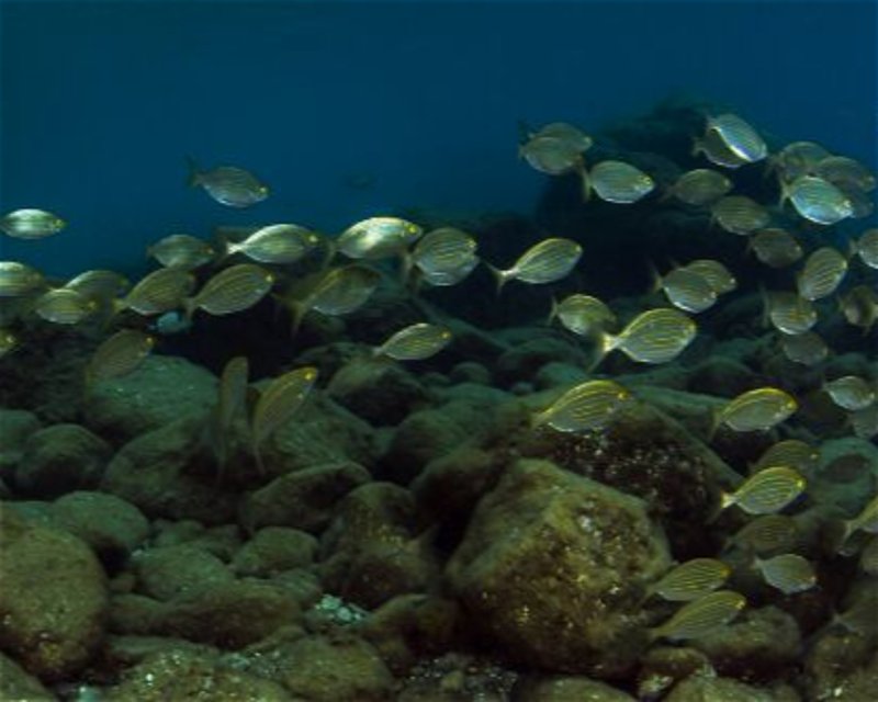 Divesite Image