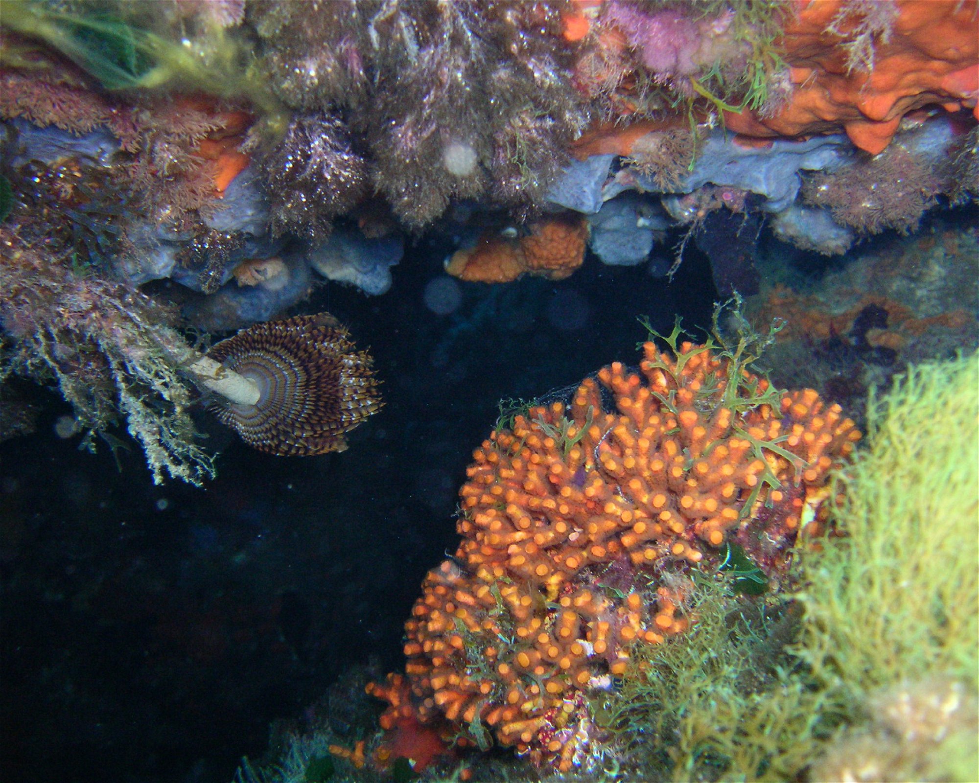 MEGALE HELLAS DIVING CENTER, 89046 MARINA DI GIOIOSA JONICA