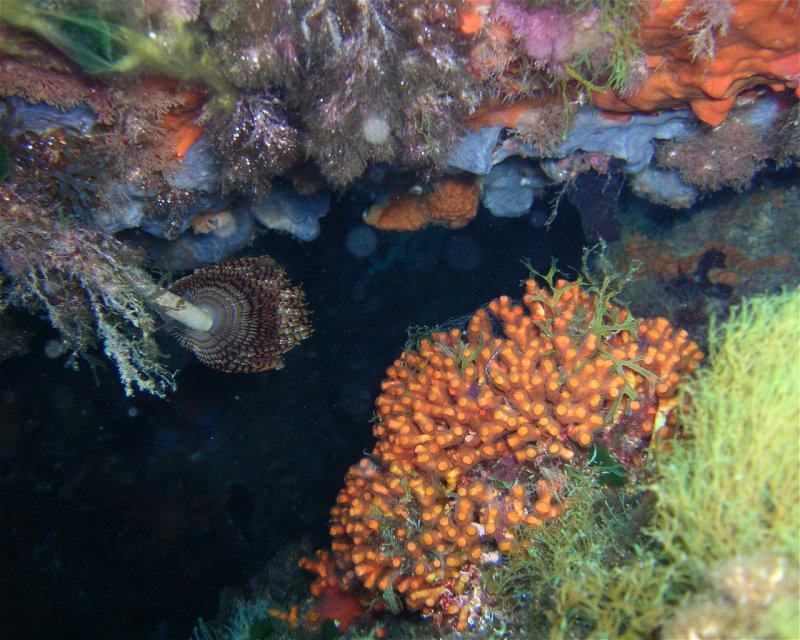 Divesite Image