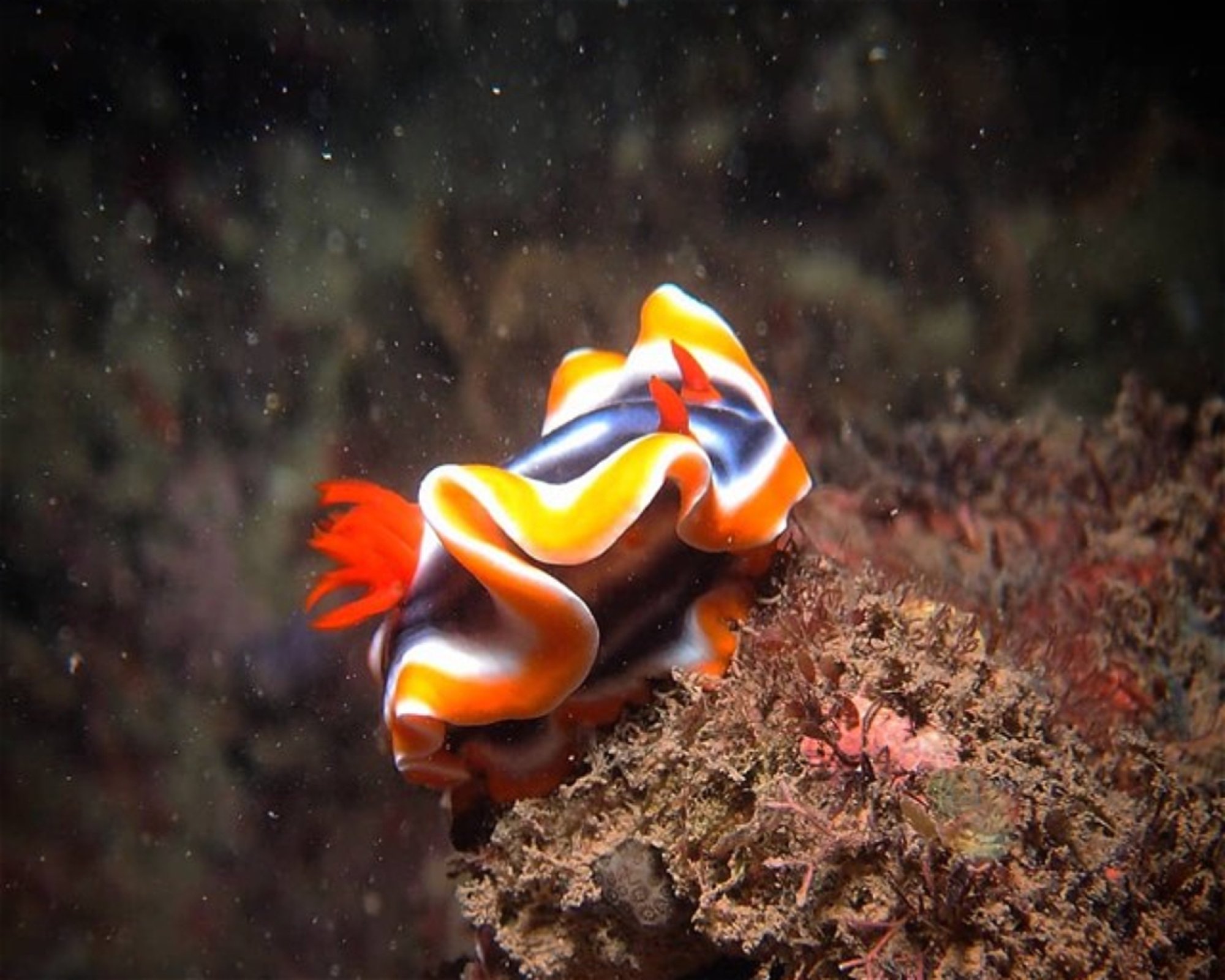 PLEASURE DIVERS MAGNETIC ISLAND, 4819 ARCADIA