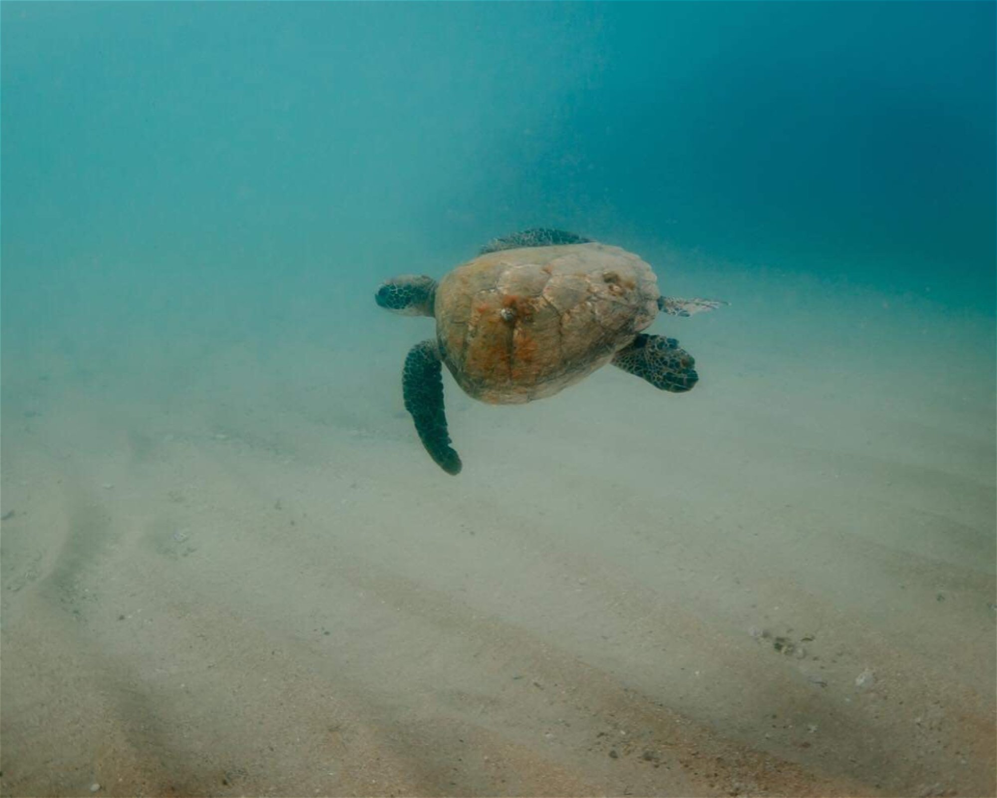 PLEASURE DIVERS MAGNETIC ISLAND, 4819 ARCADIA