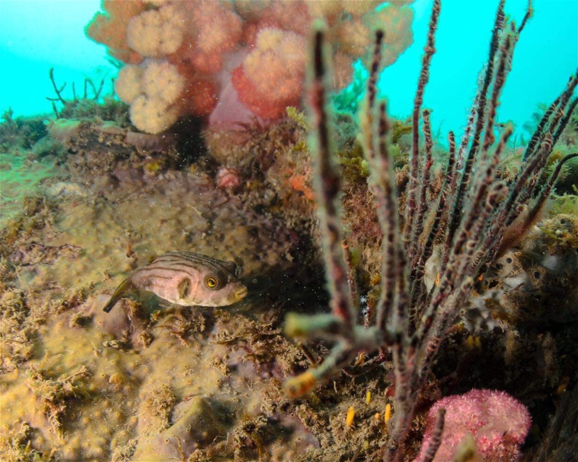 PLEASURE DIVERS MAGNETIC ISLAND, 4819 ARCADIA