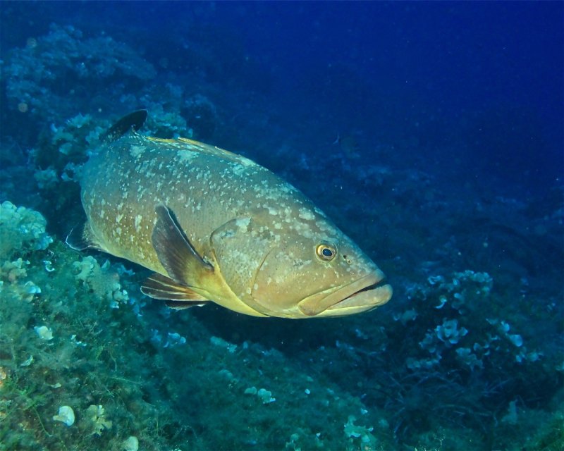Divesite Image