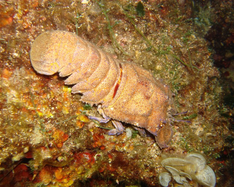 Divesite Image