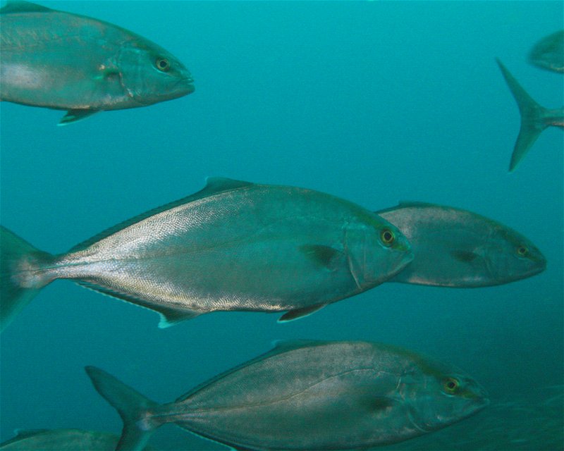 Divesite Image