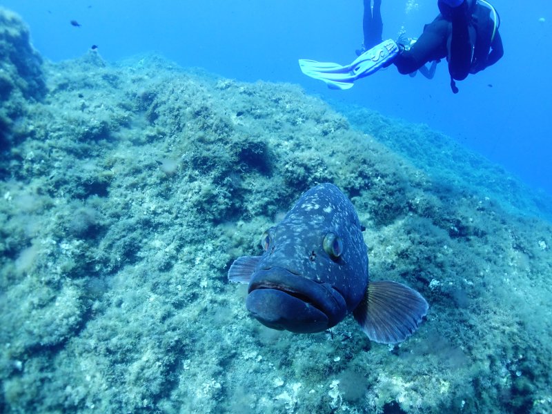 Divesite Image