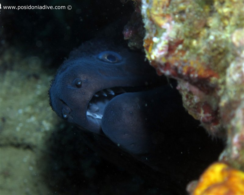 Divesite Image