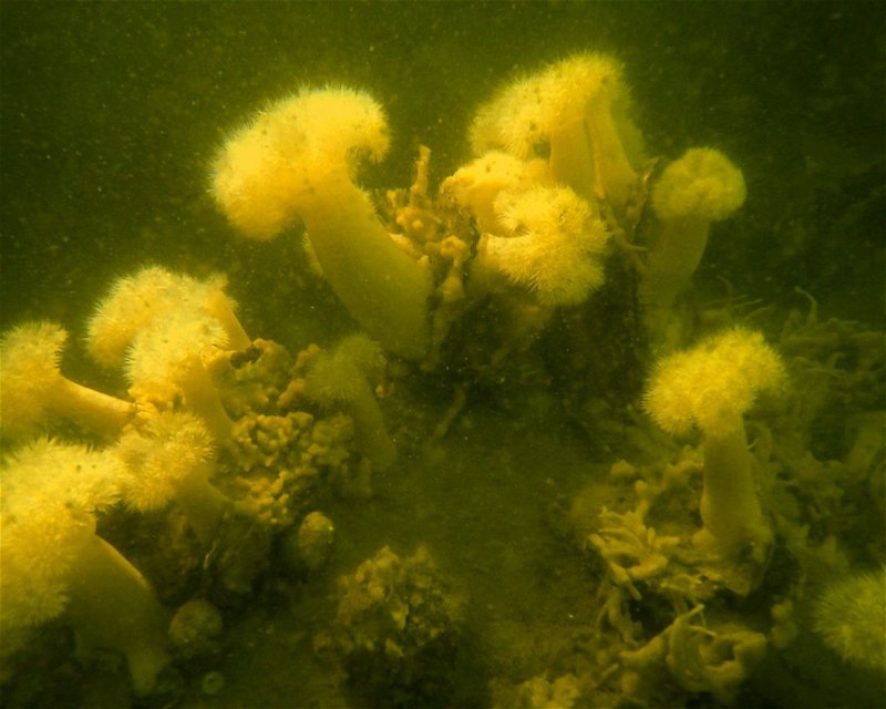 Divesite Image