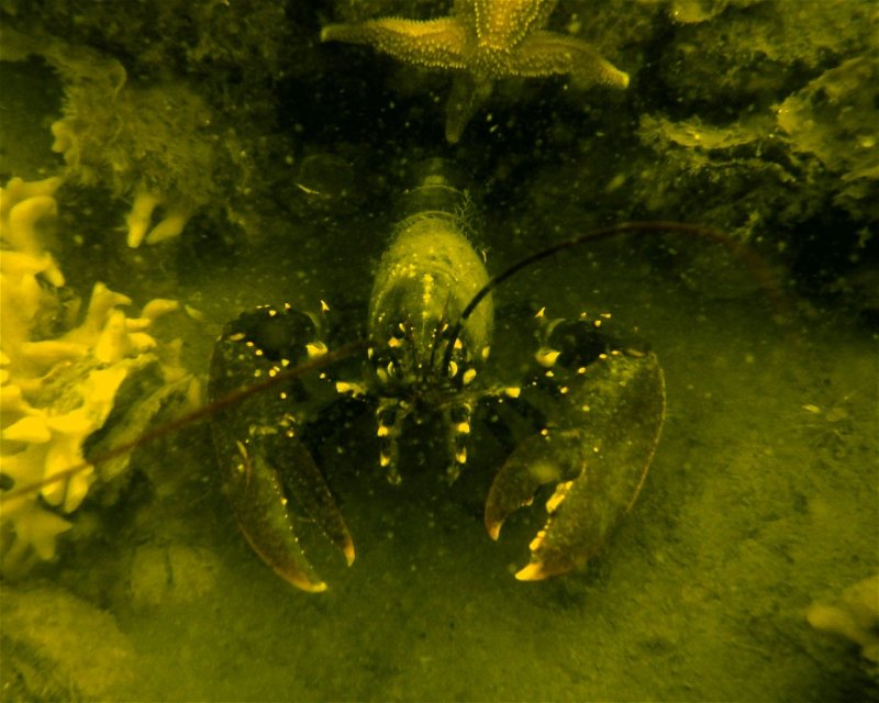 Divesite Image