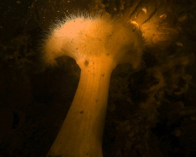 Divesite Image