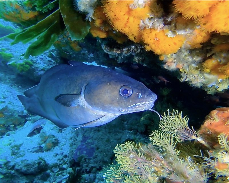 Divesite Image