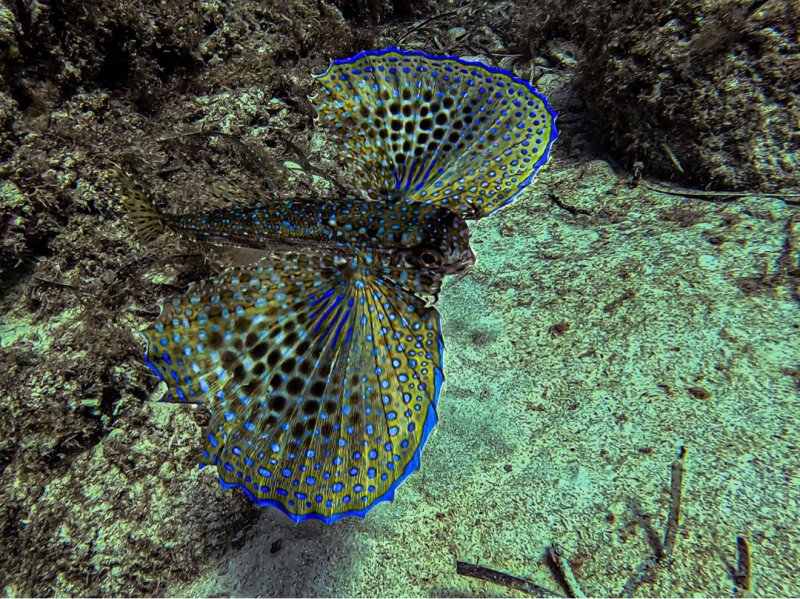 Divesite Image