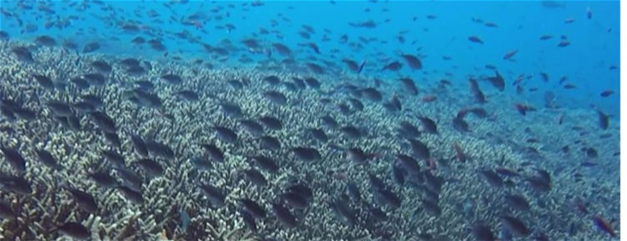 bali fun diving