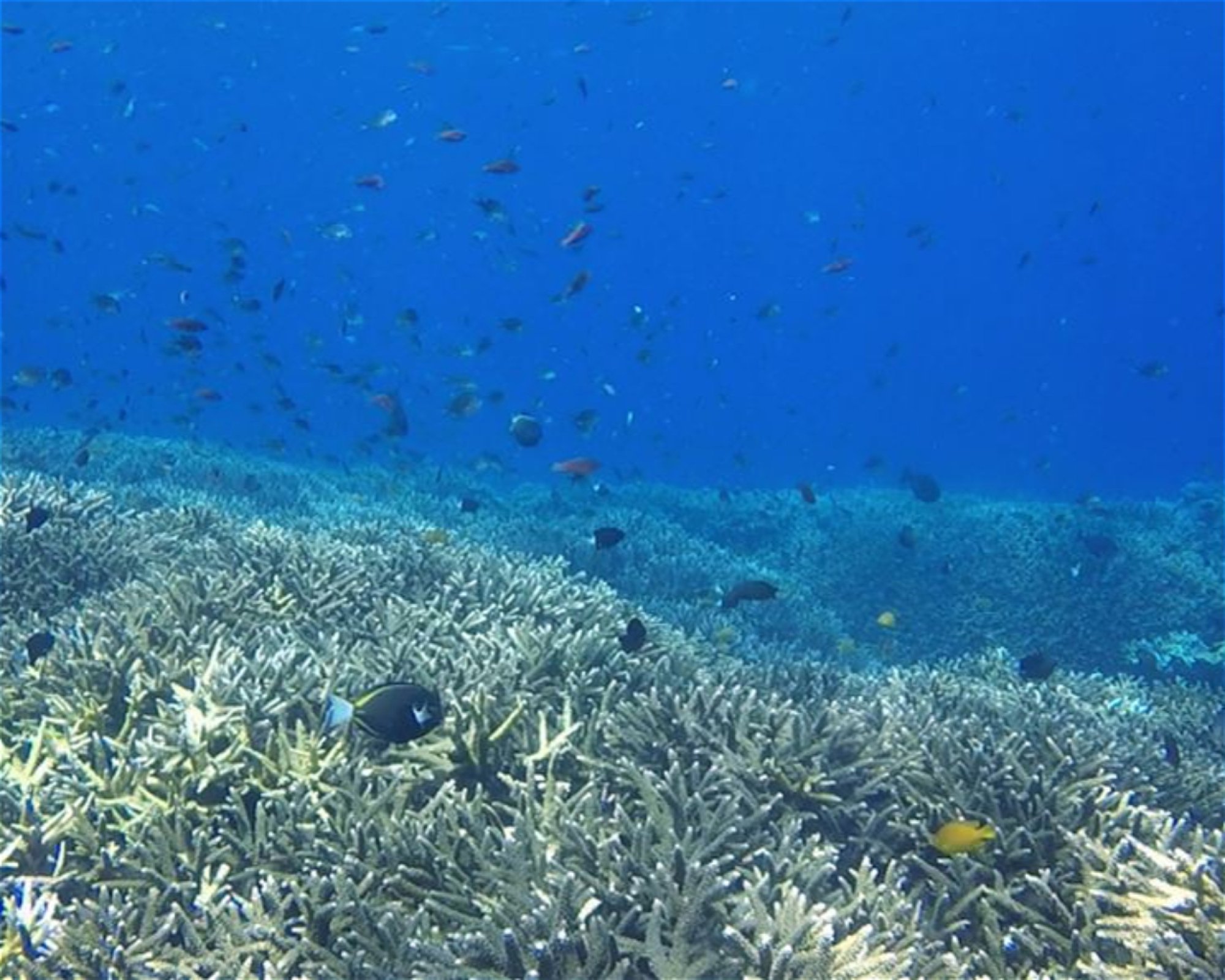 BALI FUN DIVING, 80224 Denpasar Selatan