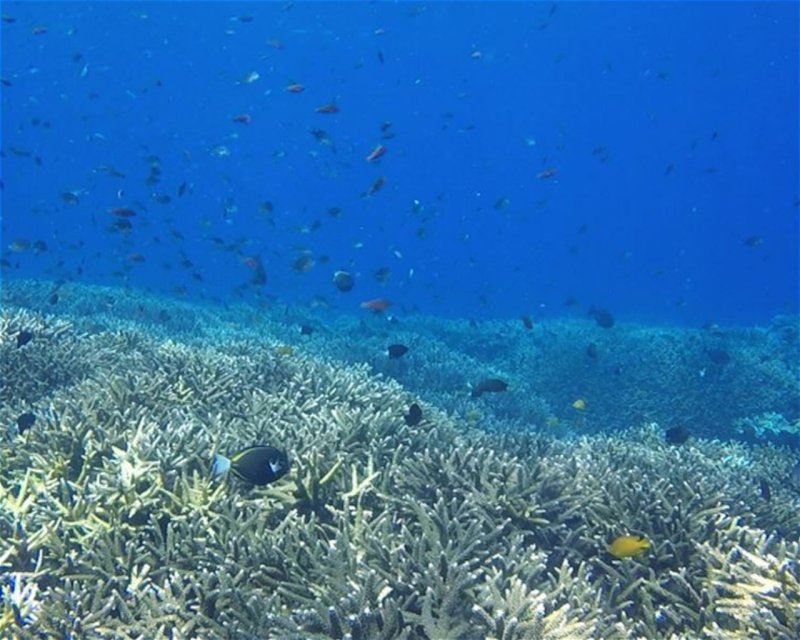 Divesite Image