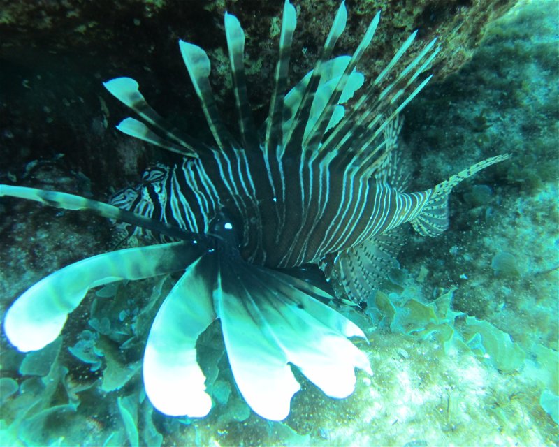 Divesite Image