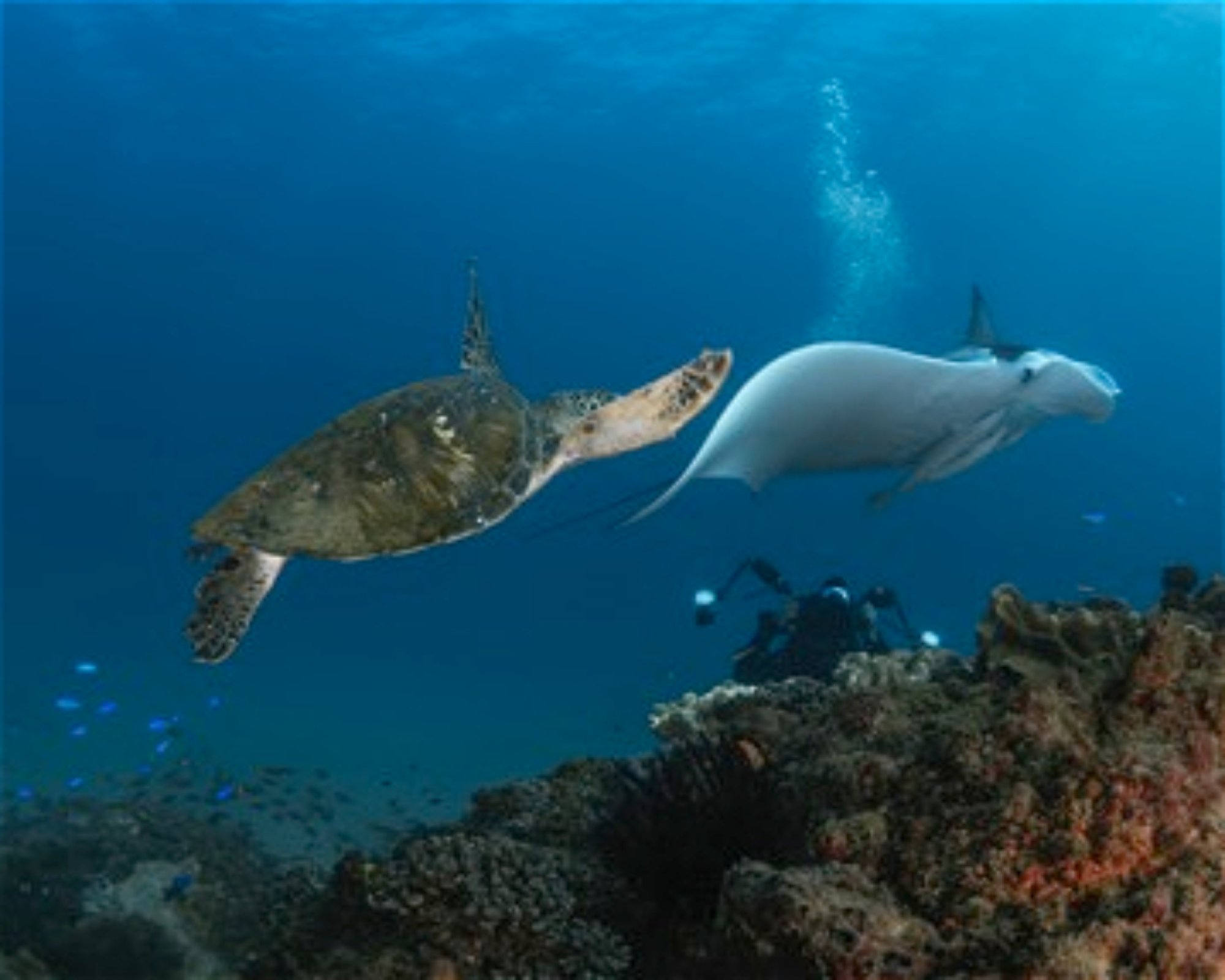 GOLD COAST DIVE CENTRE, 4220 MIAMI