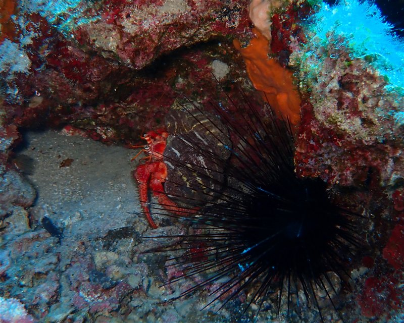 Divesite Image