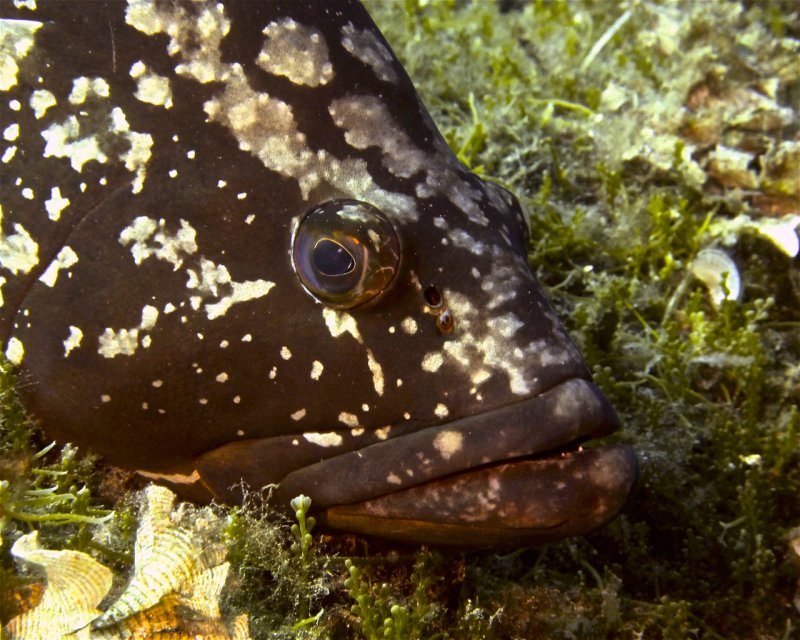 Divesite Image