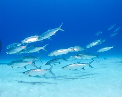 Tarpon Terrace <span class="text-color-primary text-sm"> (★3.5)</span>