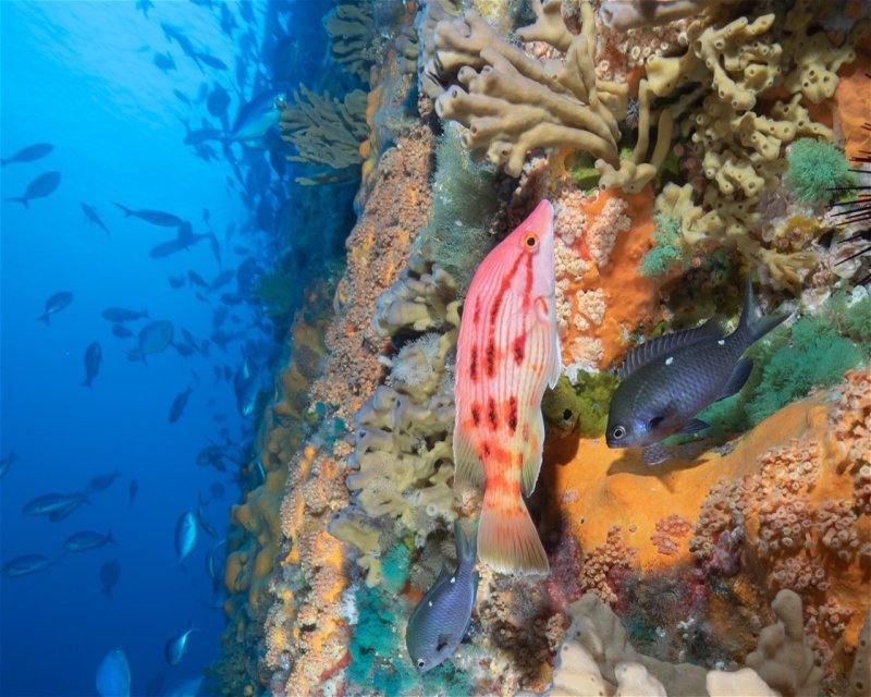 Divesite Image