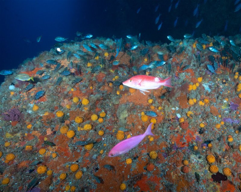 Divesite Image