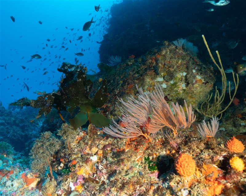 Divesite Image
