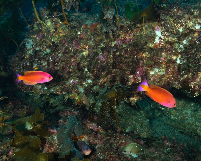 Divesite Image