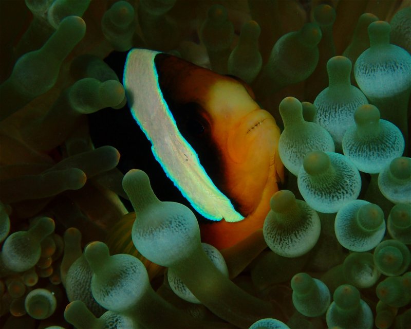Divesite Image