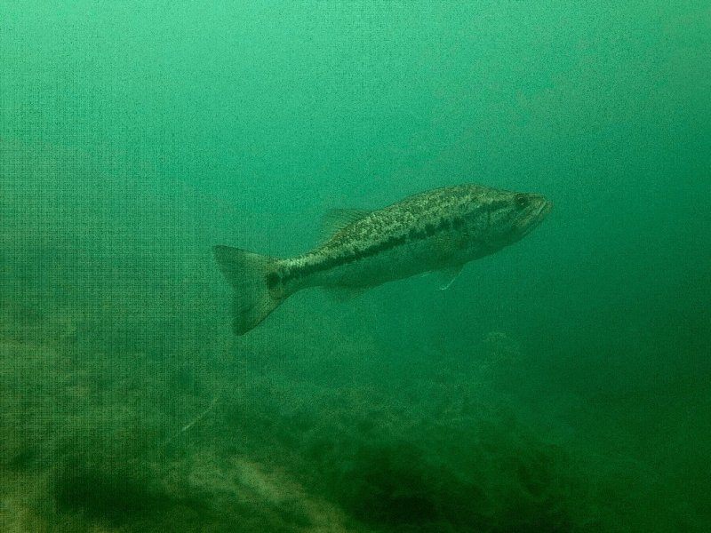 Divesite Image