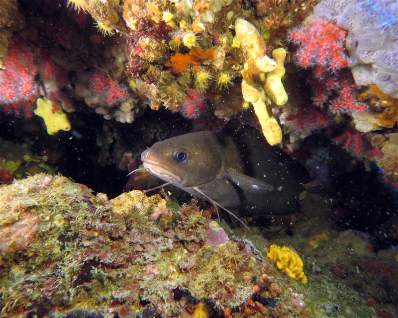 Divesite Image