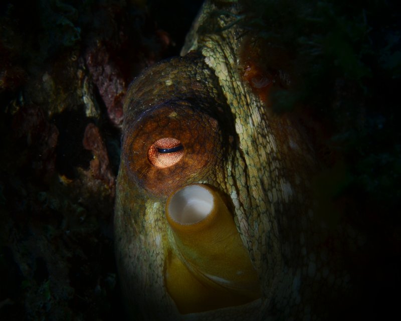 Divesite Image